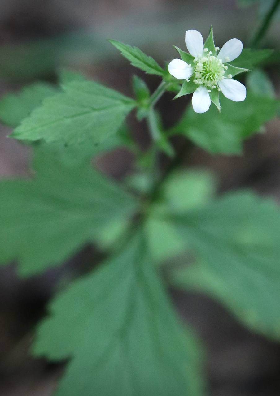 Photo of White Avens