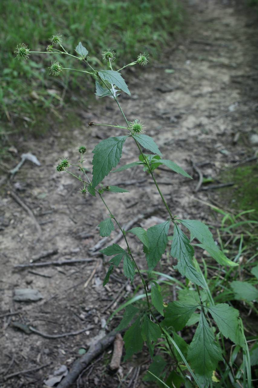 Photo of White Avens