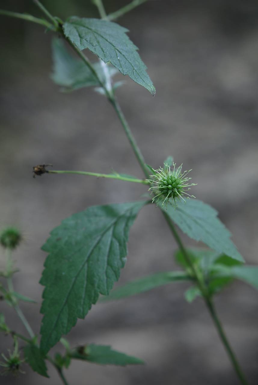 Photo of White Avens