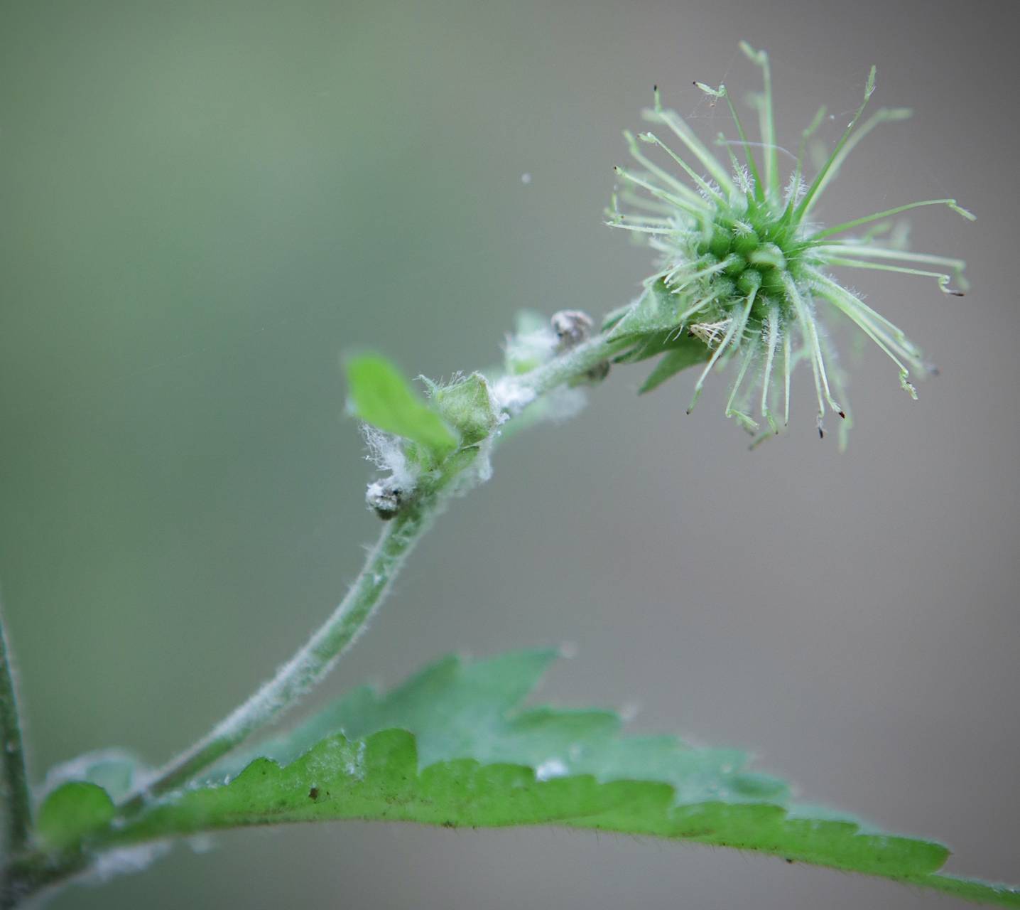 Photo of White Avens