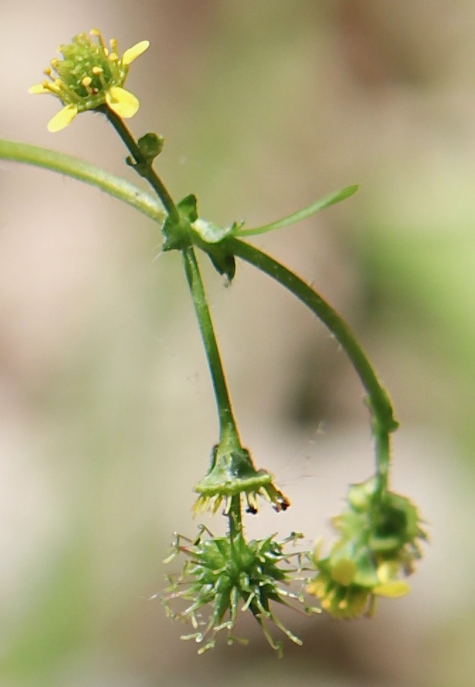 Photo of Spring Avens