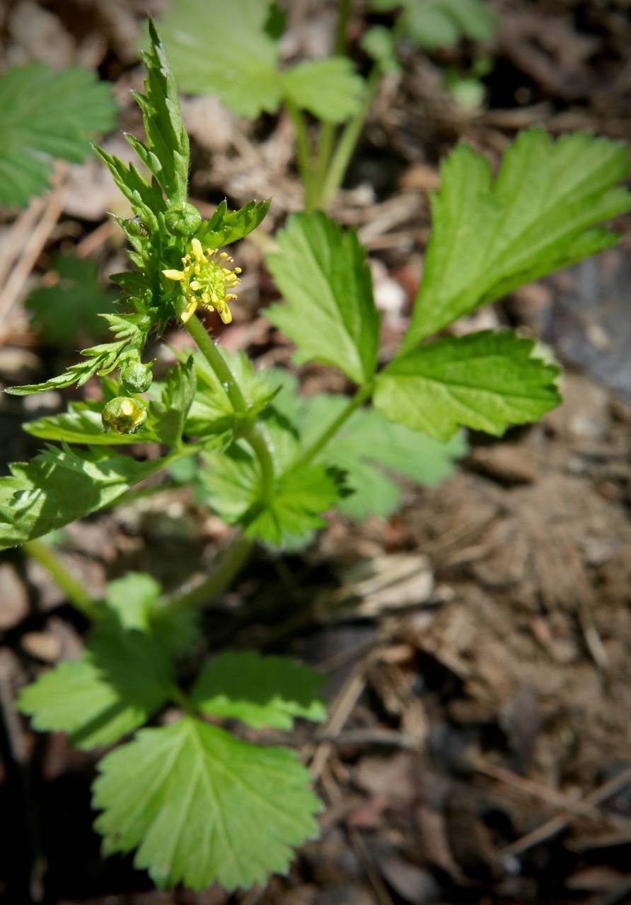 Photo of Spring Avens