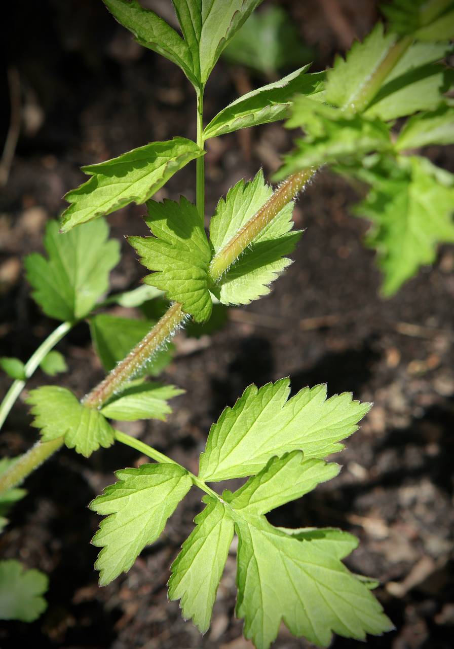 Photo of Spring Avens