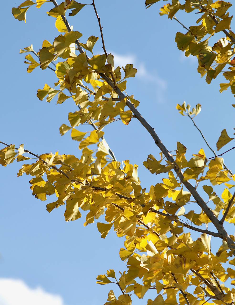 Photo of Ginkgo