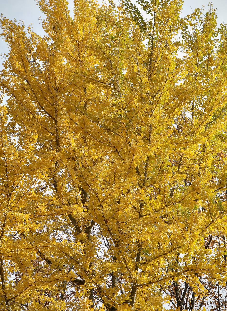 Photo of Ginkgo