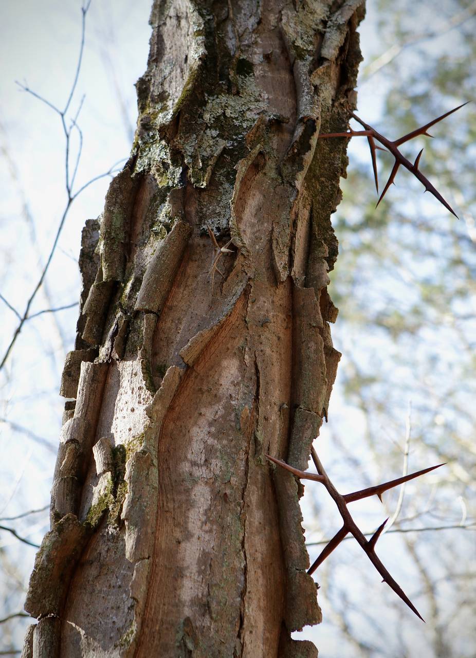 Photo of Honeylocust