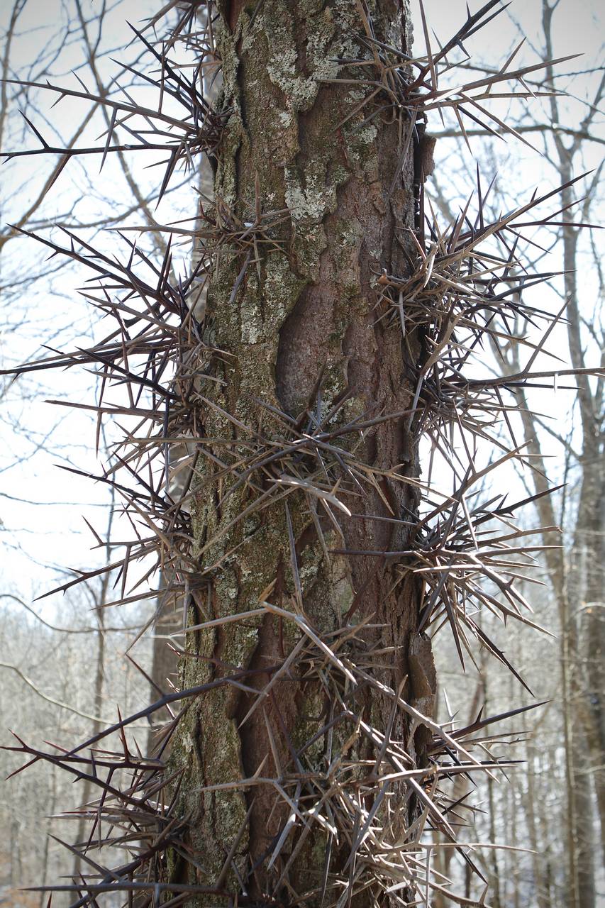 Photo of Honeylocust