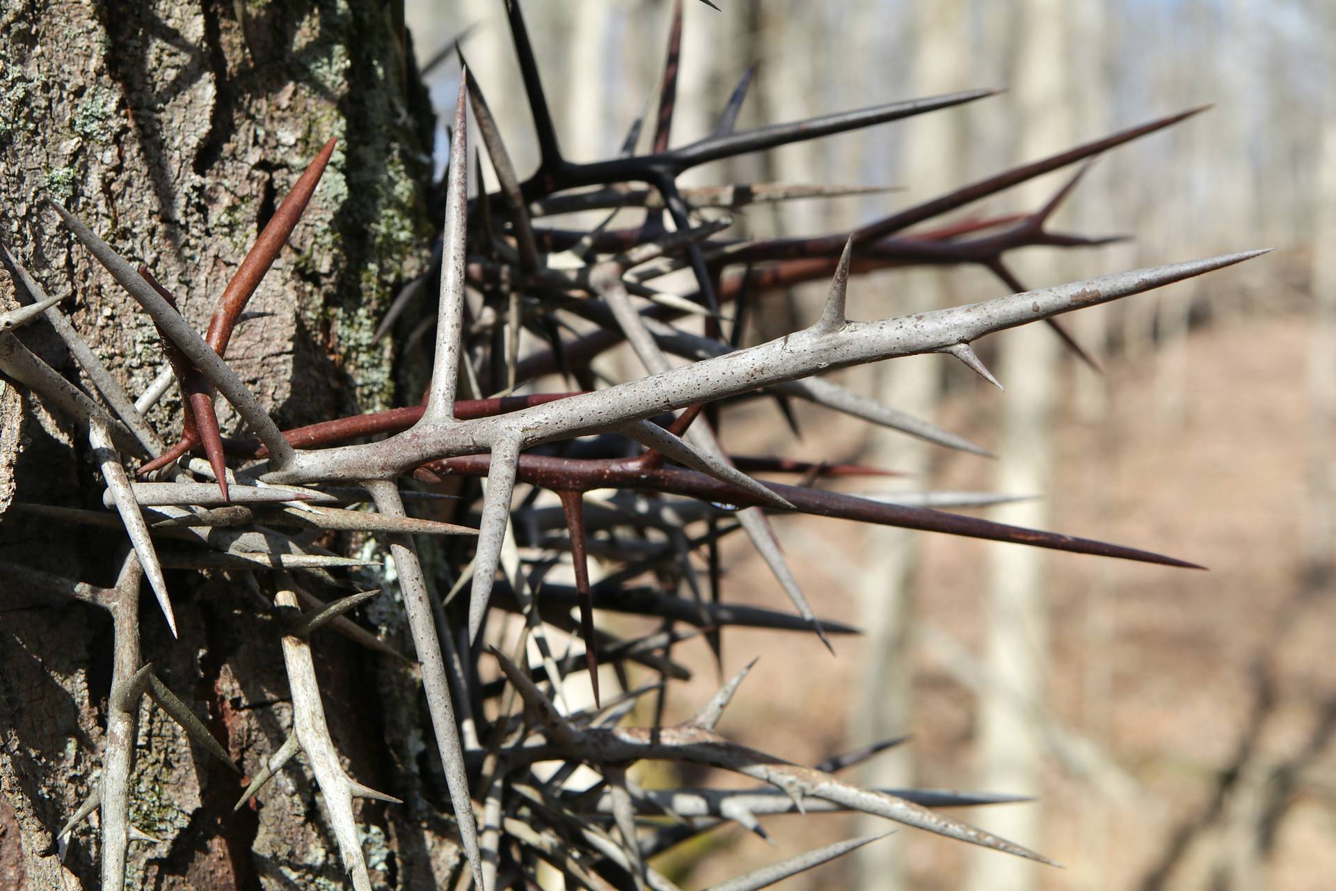 Photo of Honeylocust
