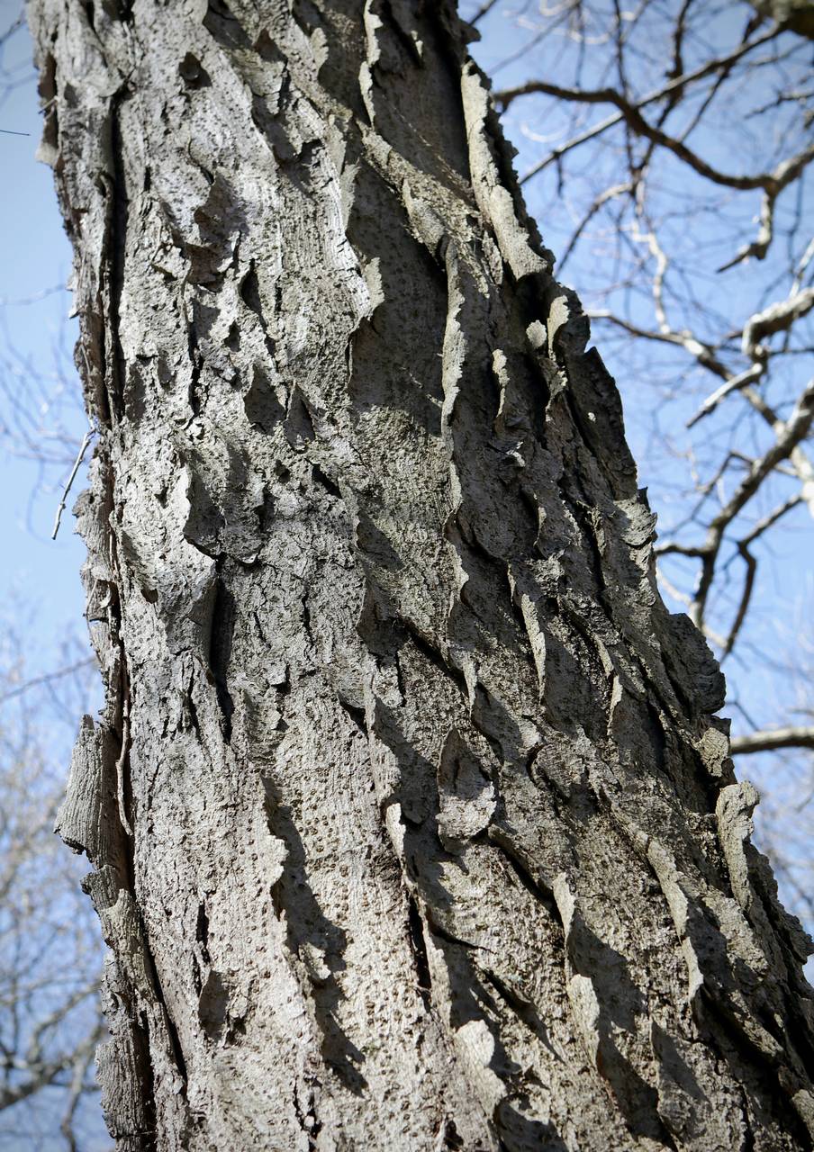 Photo of Honeylocust