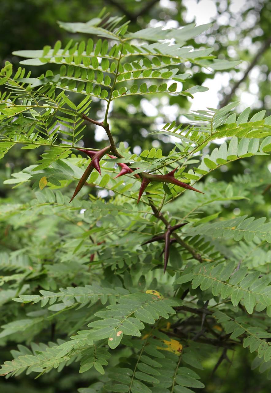 Photo of Honeylocust