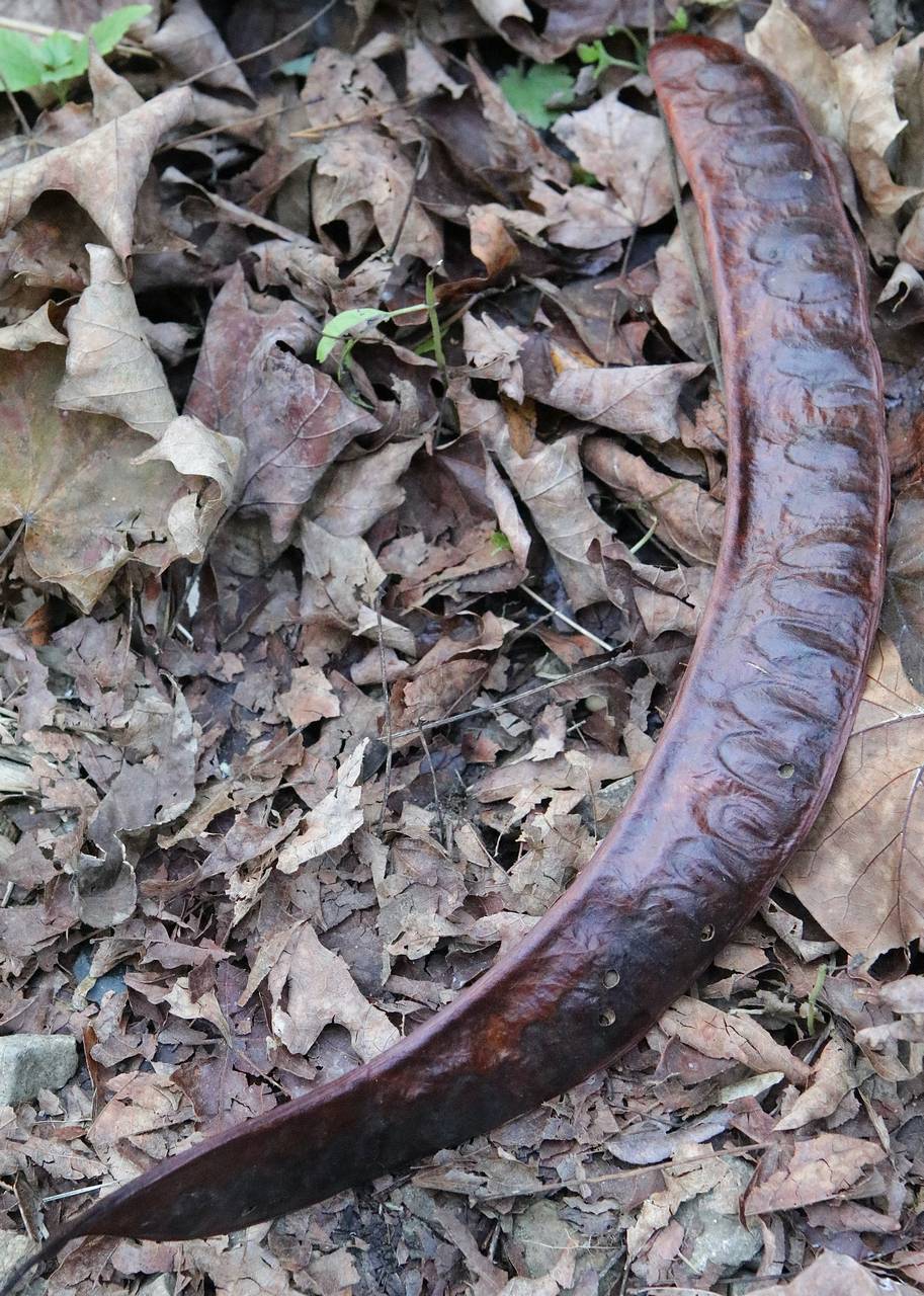 Photo of Honeylocust