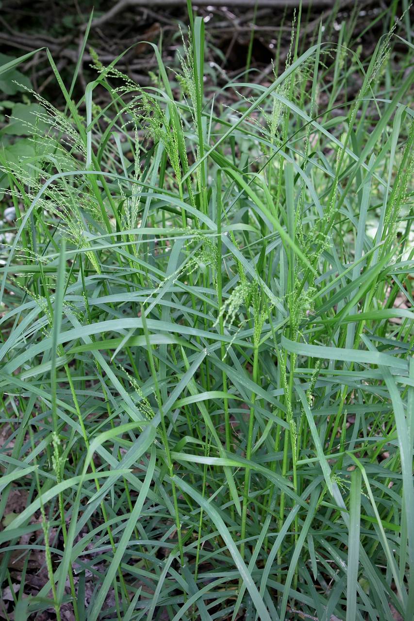 Photo of Fowl Manna Grass