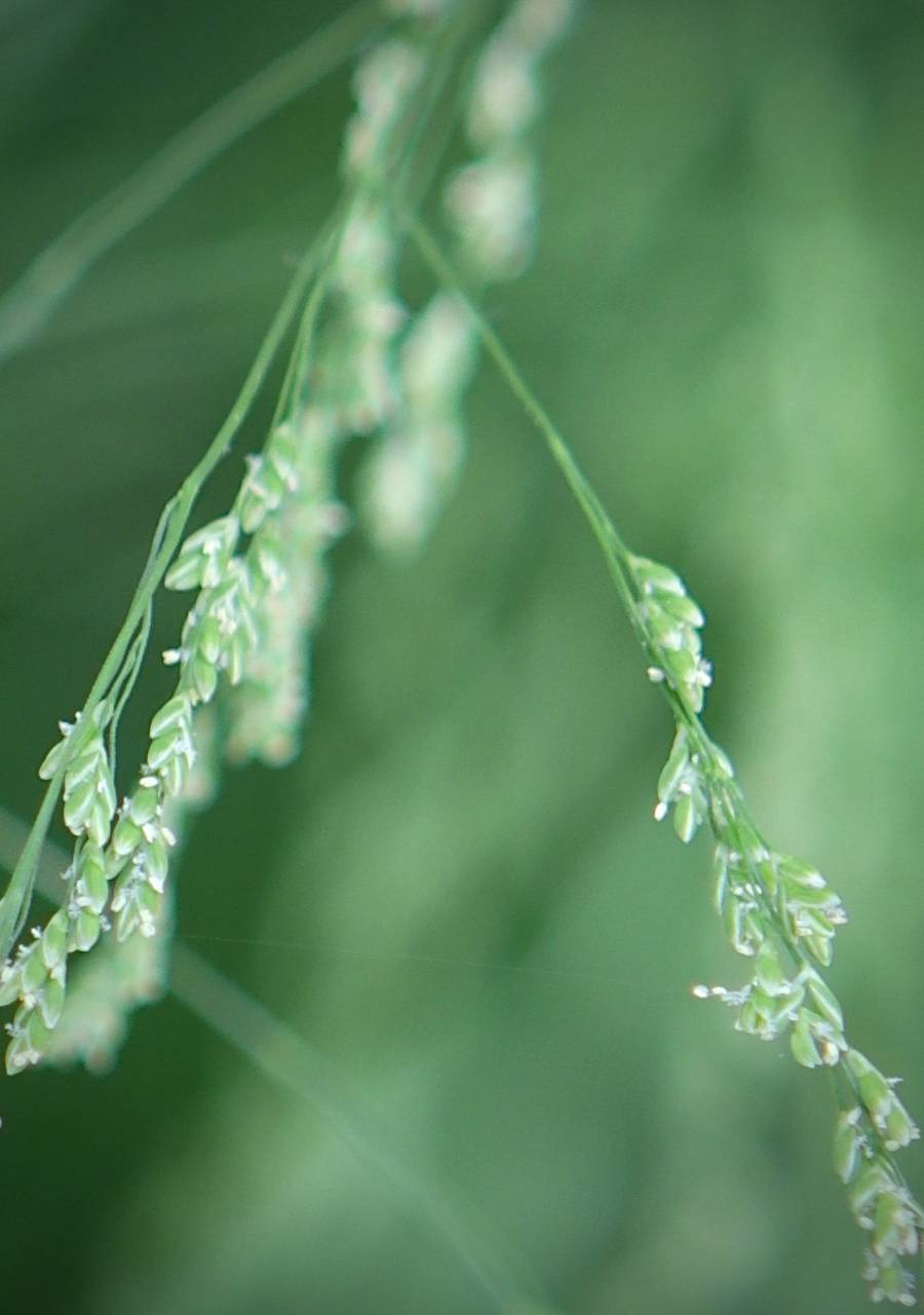 Photo of Fowl Manna Grass