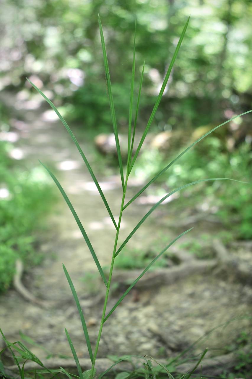 Photo of Fowl Manna Grass