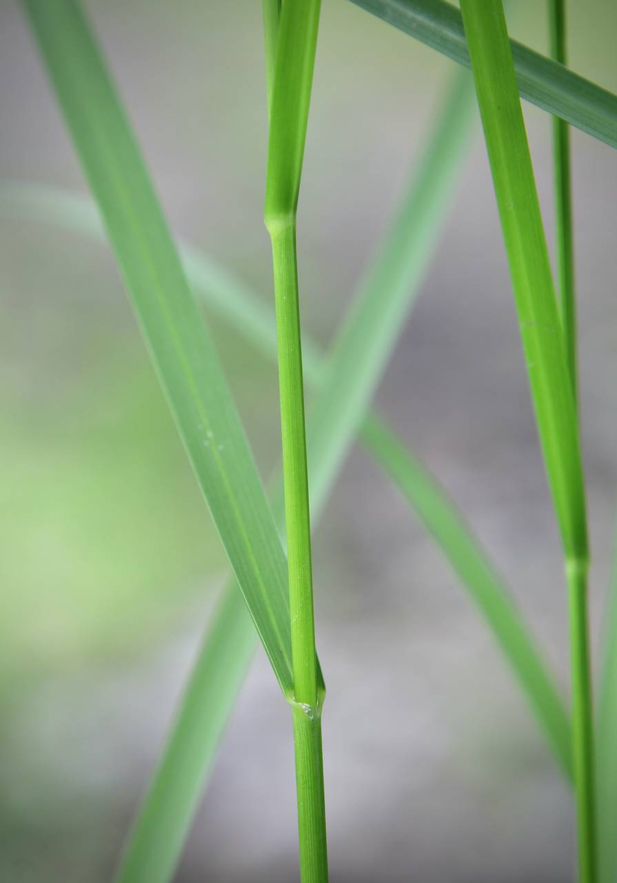 Photo of Fowl Manna Grass