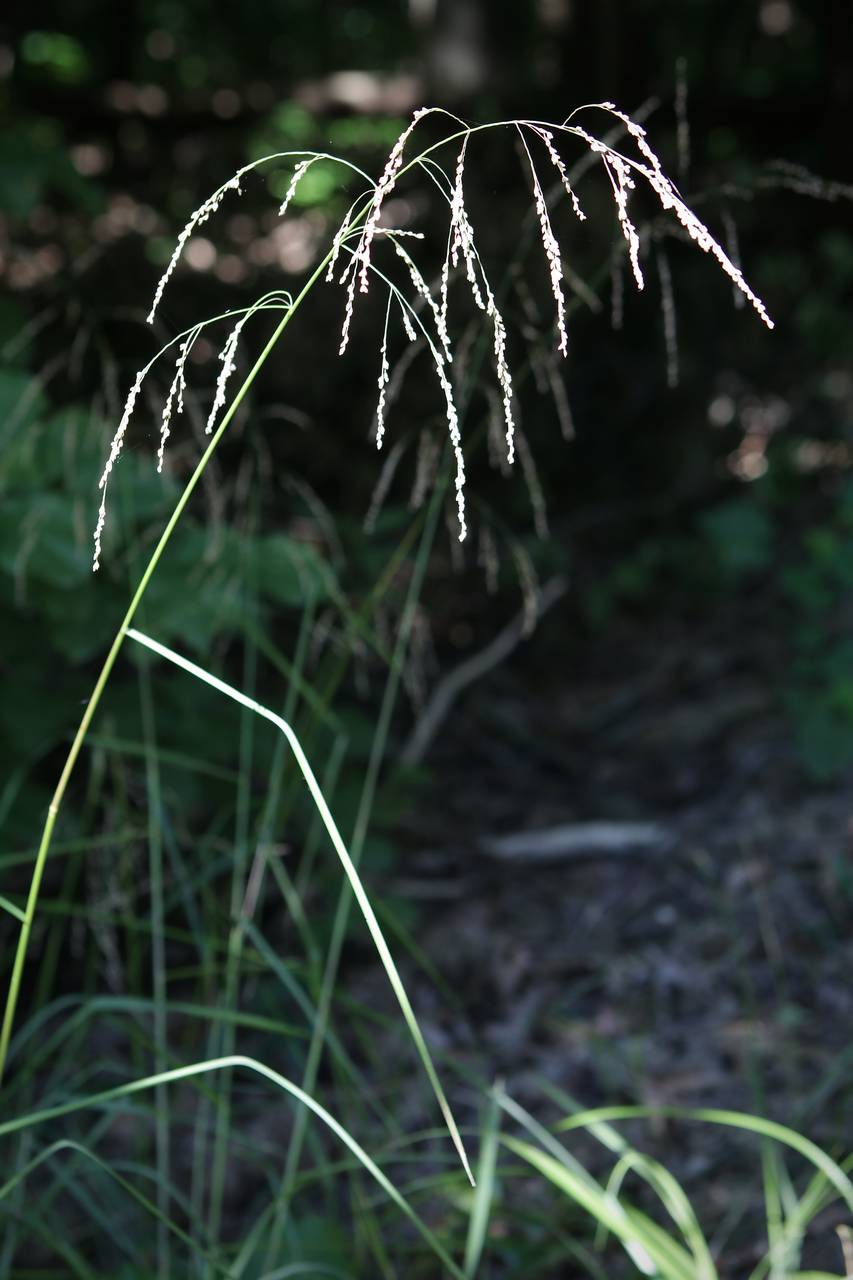Photo of Fowl Manna Grass
