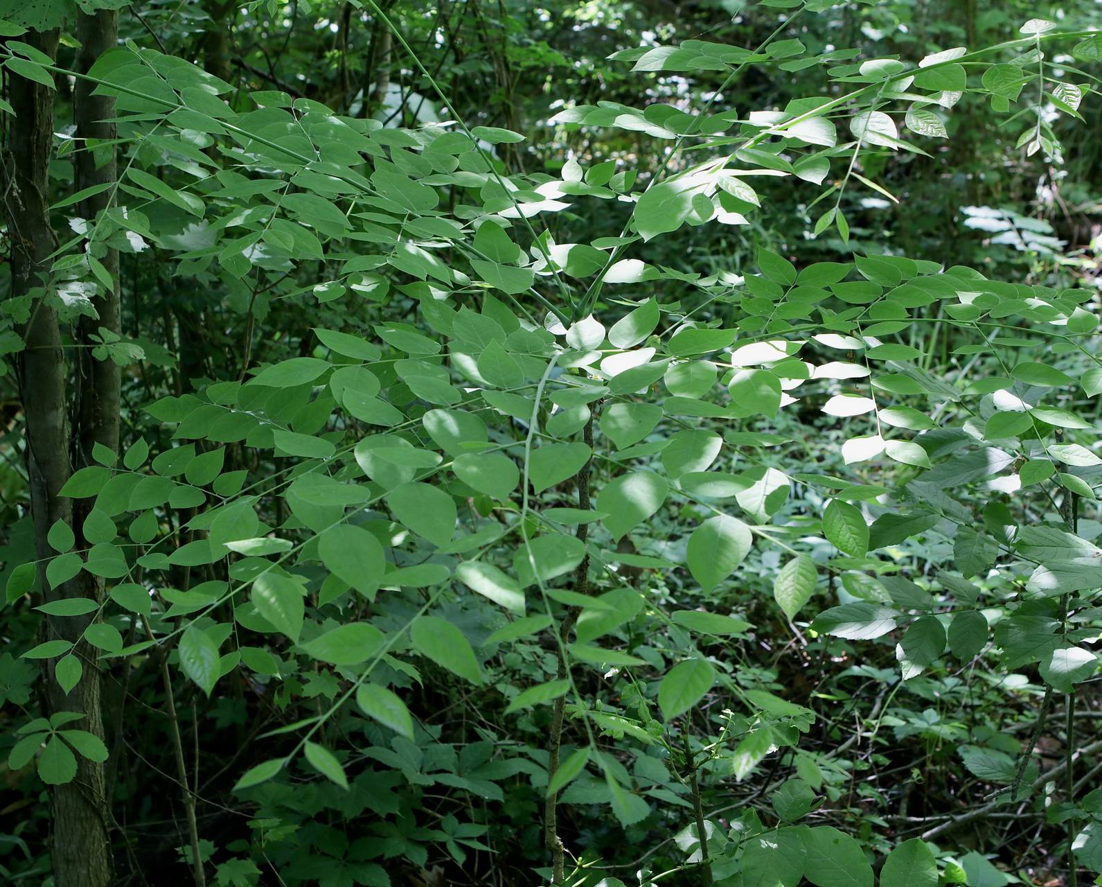 Photo of Kentucky Coffeetree