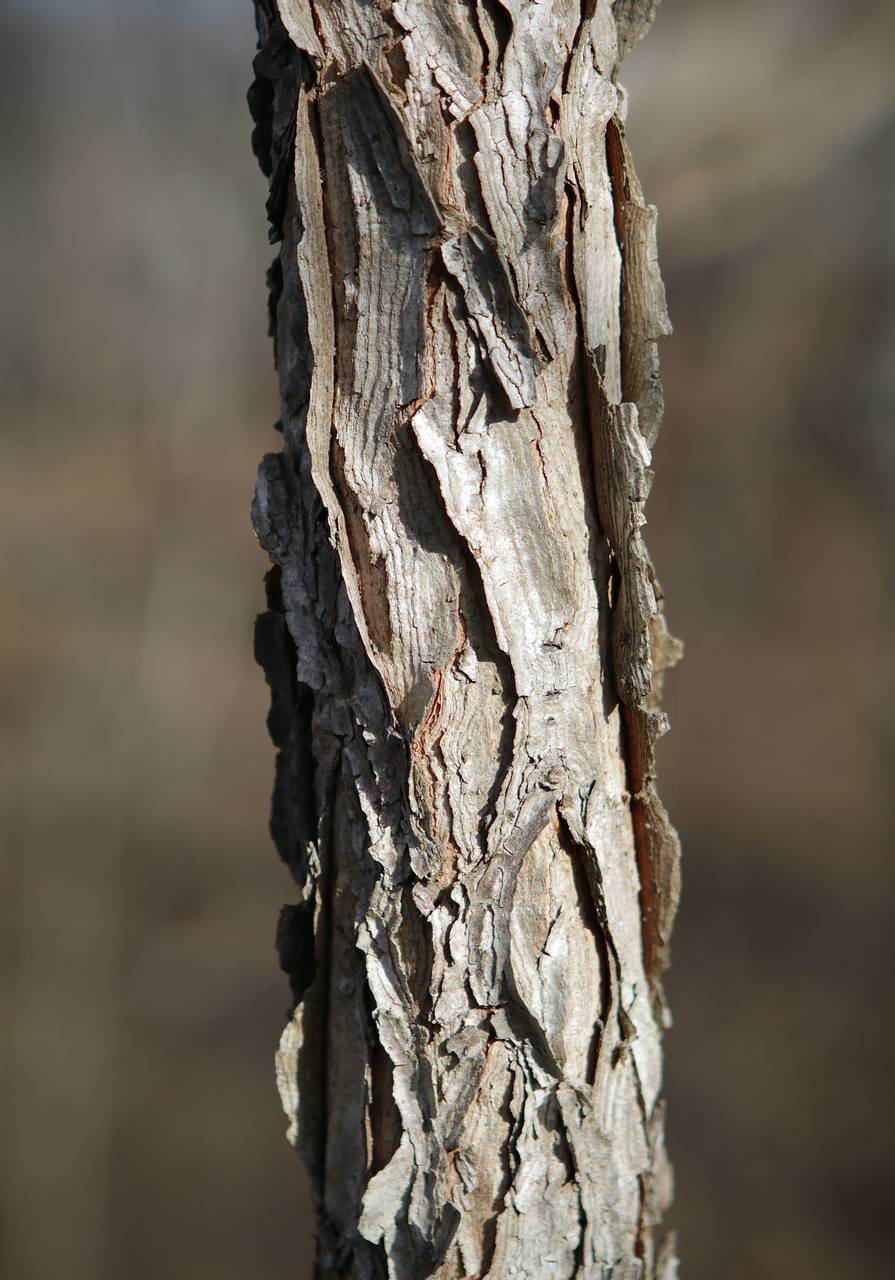 Photo of Kentucky Coffeetree