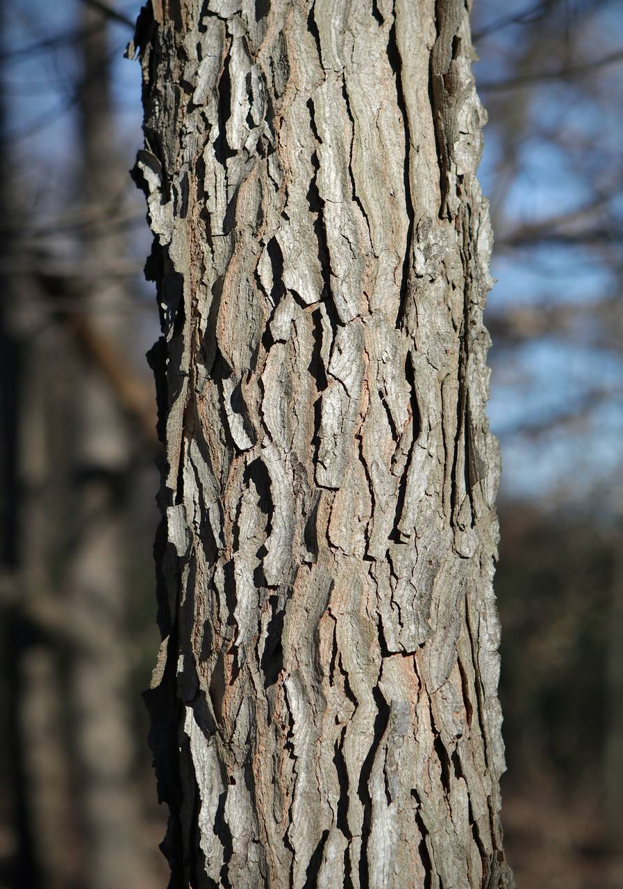 Photo of Kentucky Coffeetree