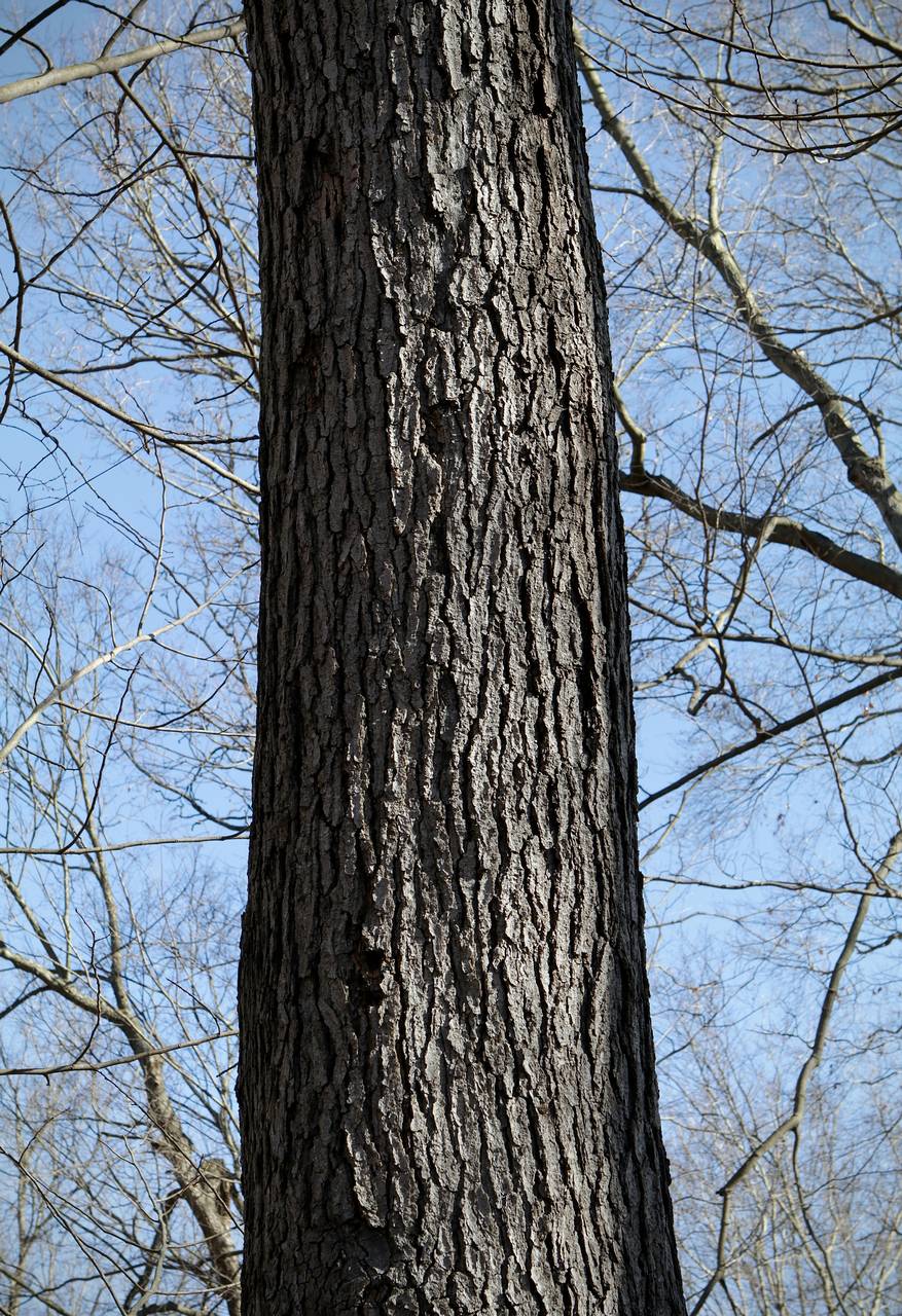 Photo of Kentucky Coffeetree