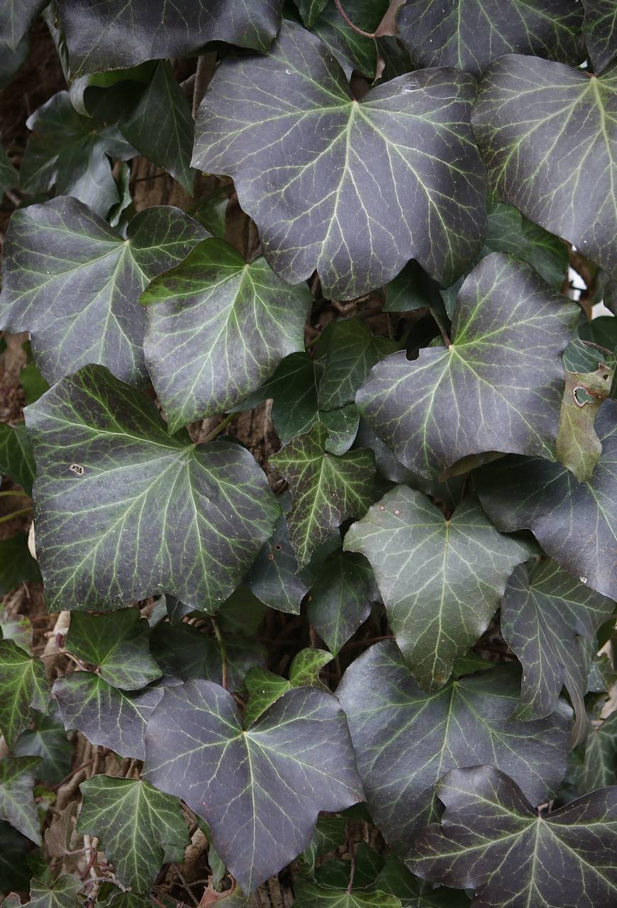 Photo of English Ivy