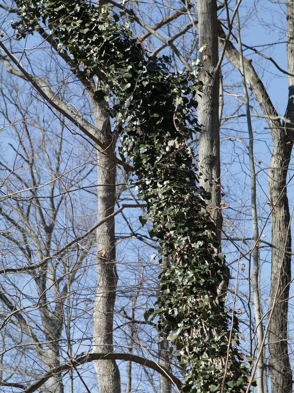 Photo of English Ivy