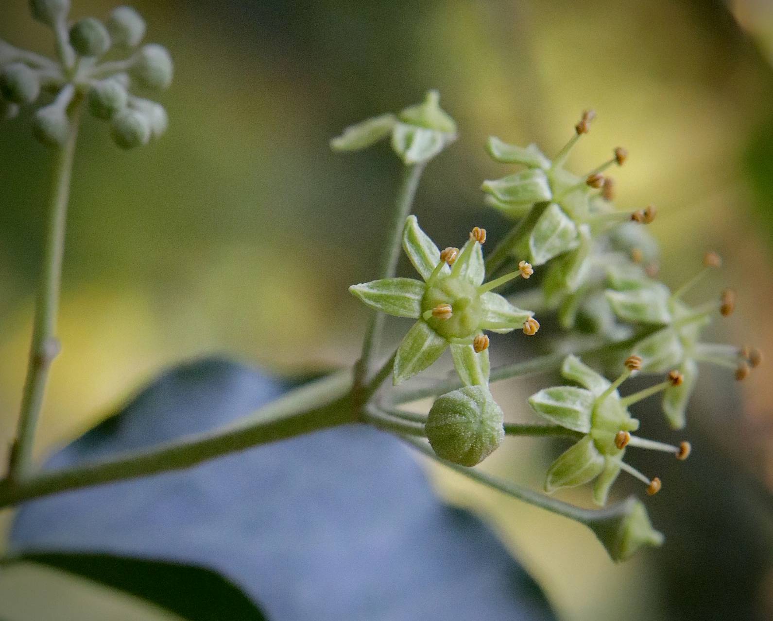 Photo of English Ivy