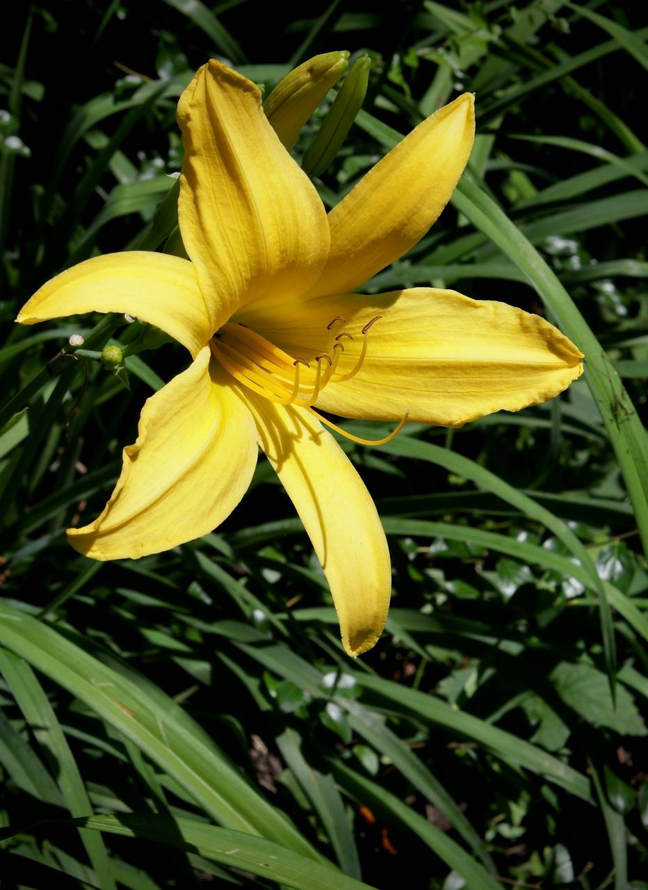 Photo of Yellow Daylily