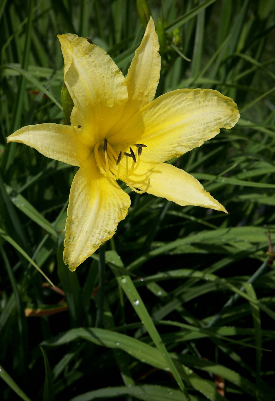 Photo of Yellow Daylily