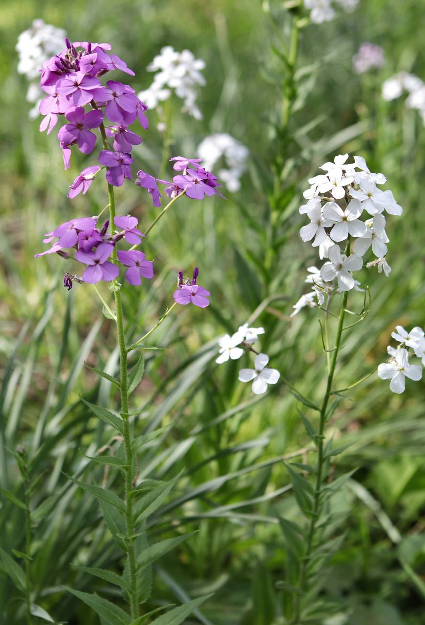 Photo of Dame's Rocket