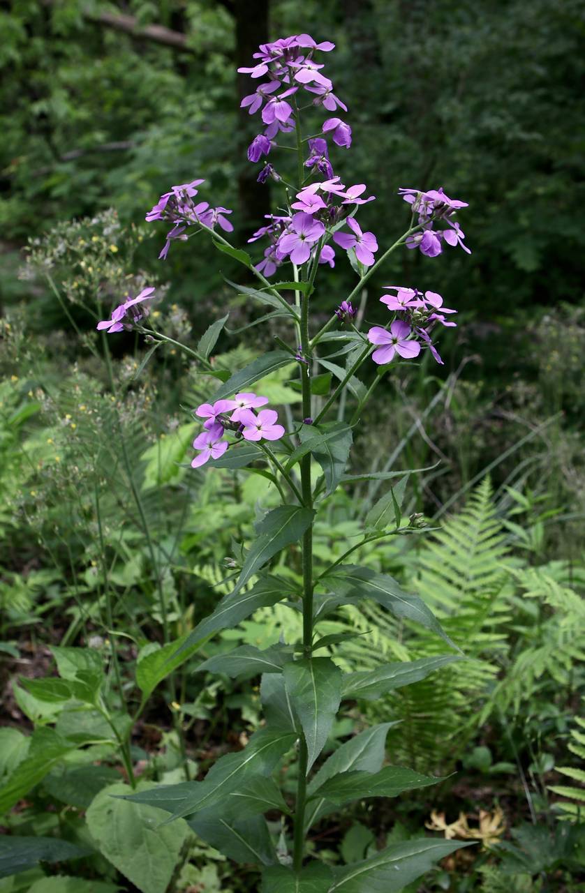 Photo of Dame's Rocket