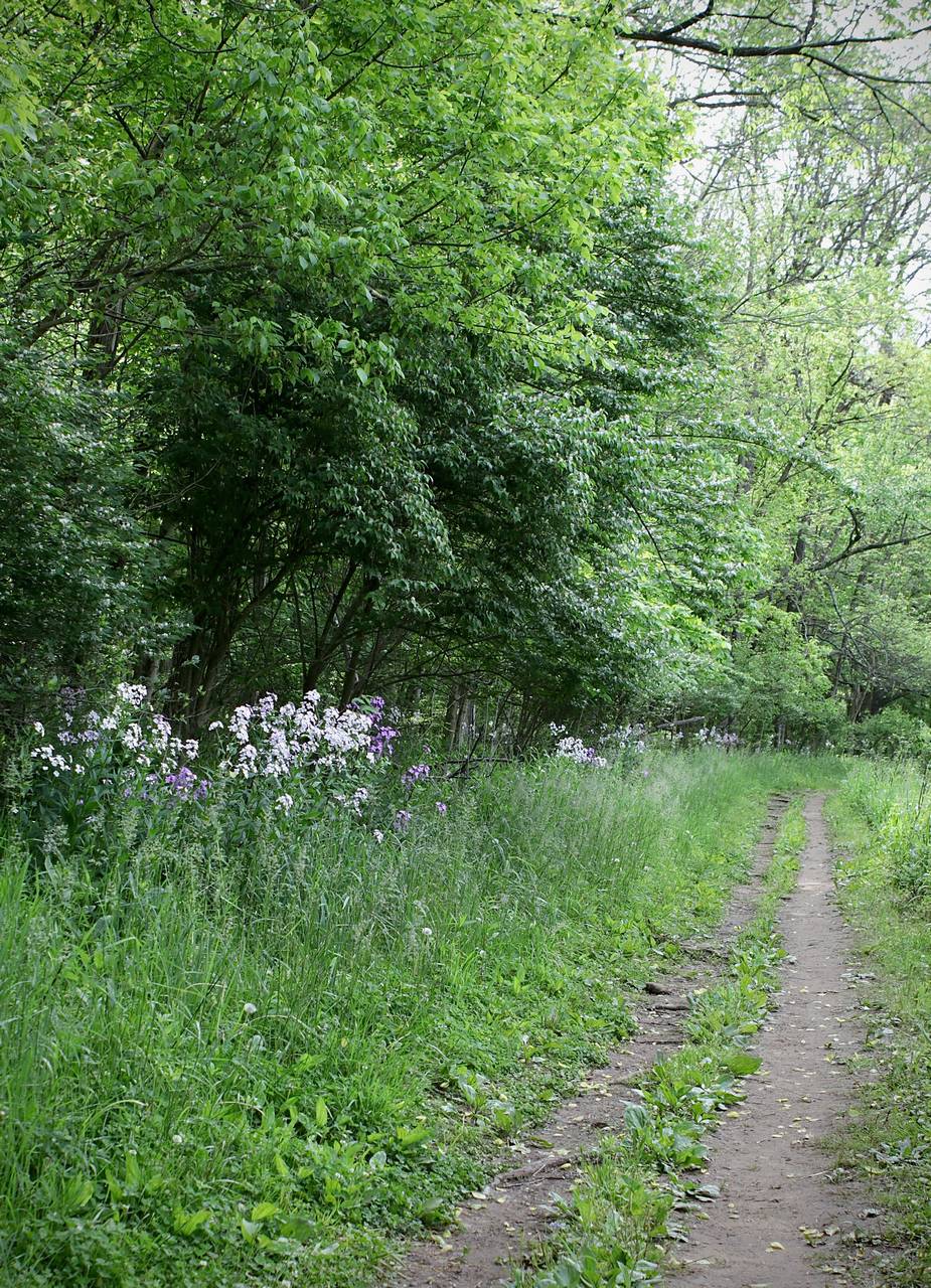 Photo of Dame's Rocket