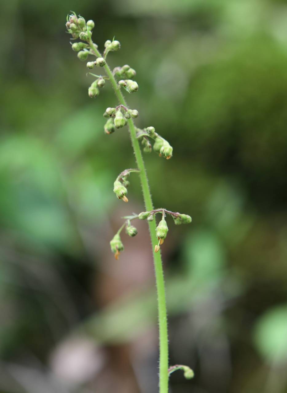 Photo of American Alumroot
