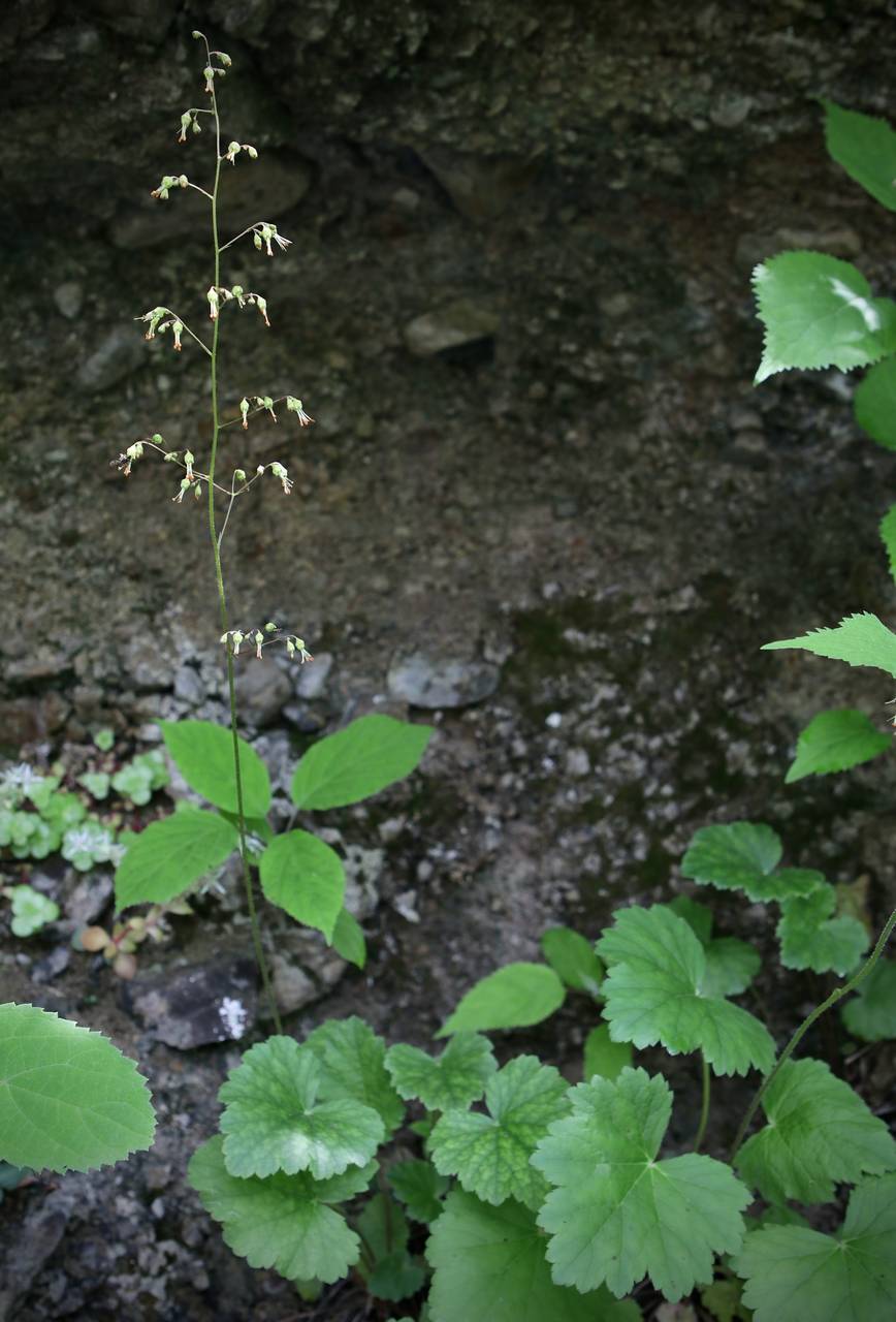 Photo of American Alumroot