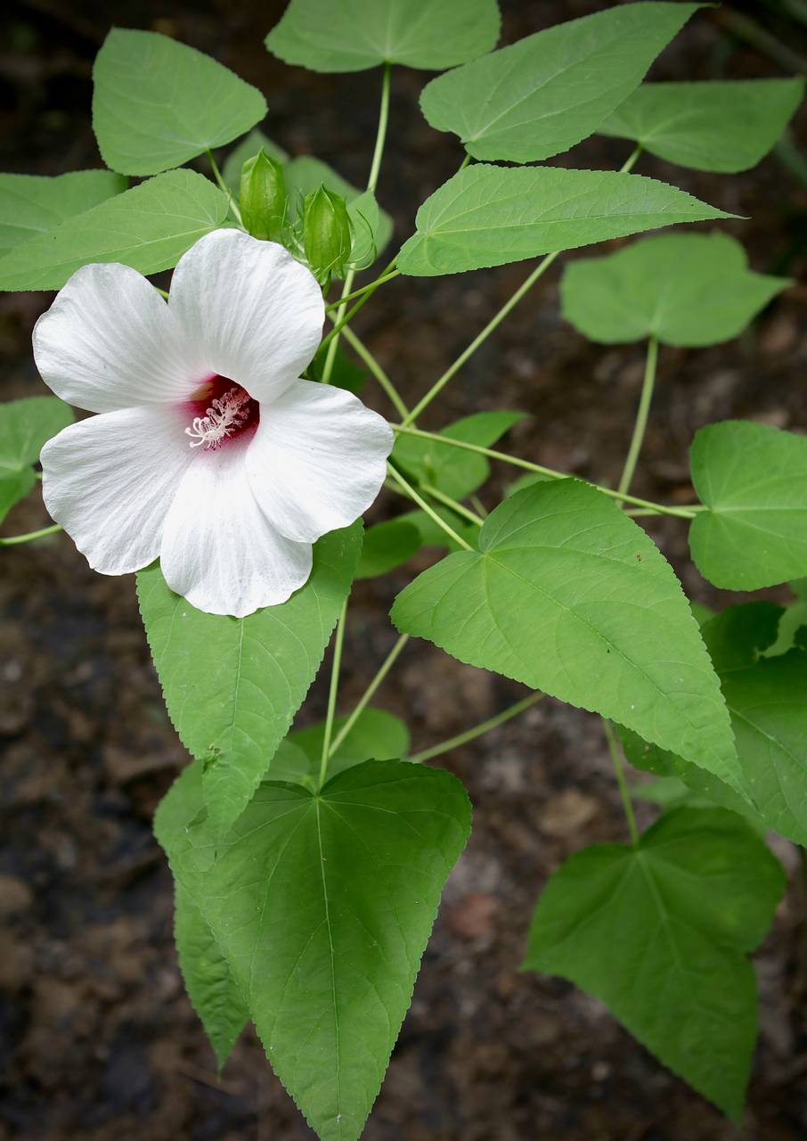 Photo of Halberd-Leaved Rose Mallow