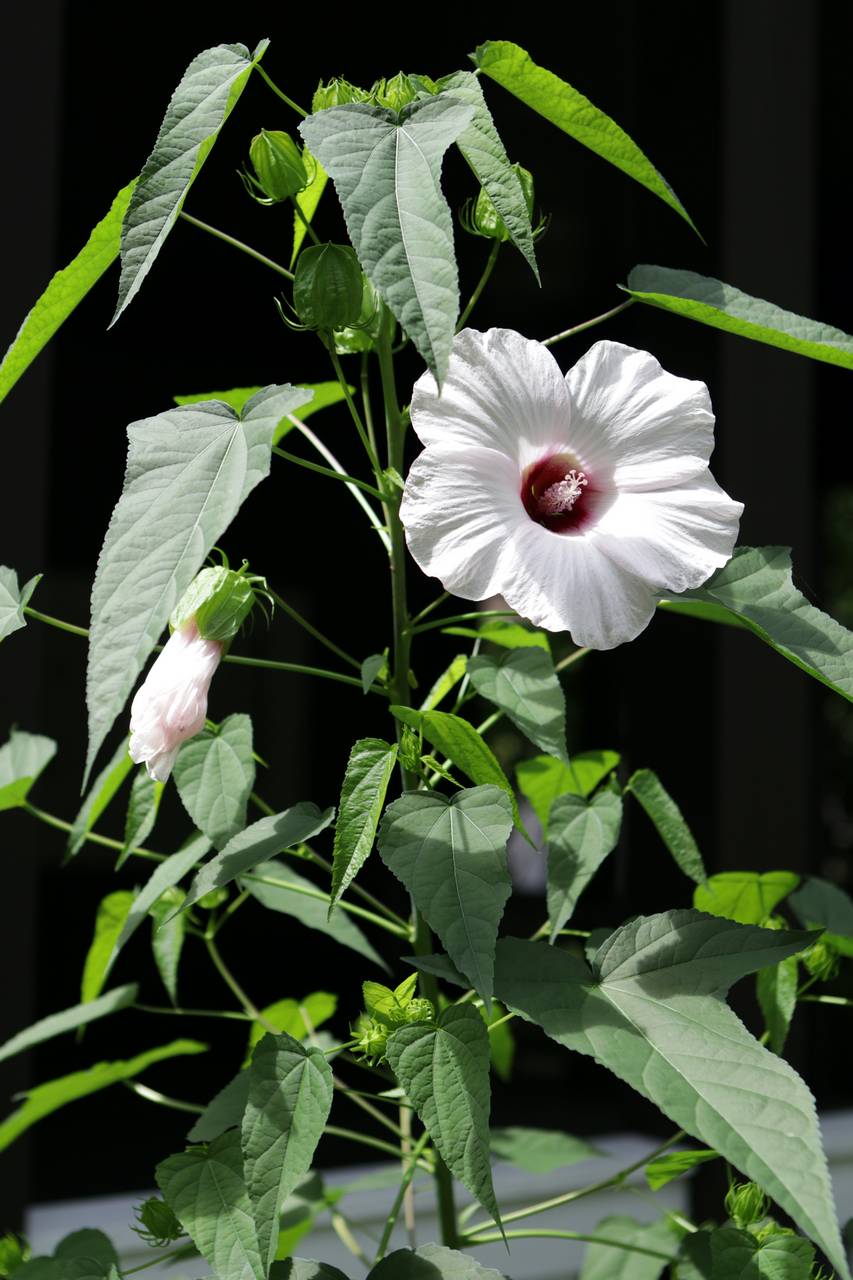 Photo of Halberd-Leaved Rose Mallow