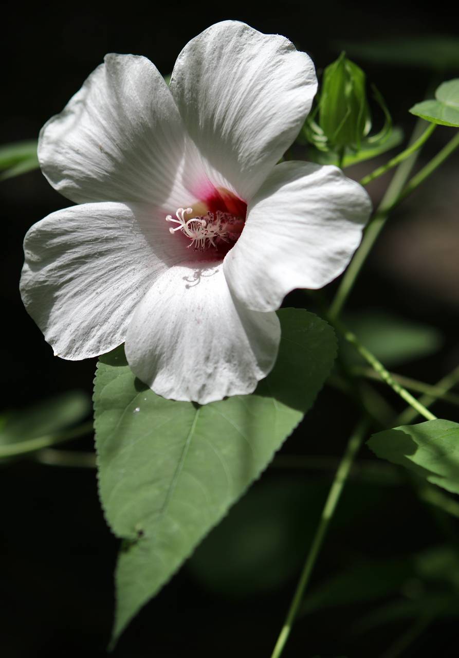 Photo of Halberd-Leaved Rose Mallow