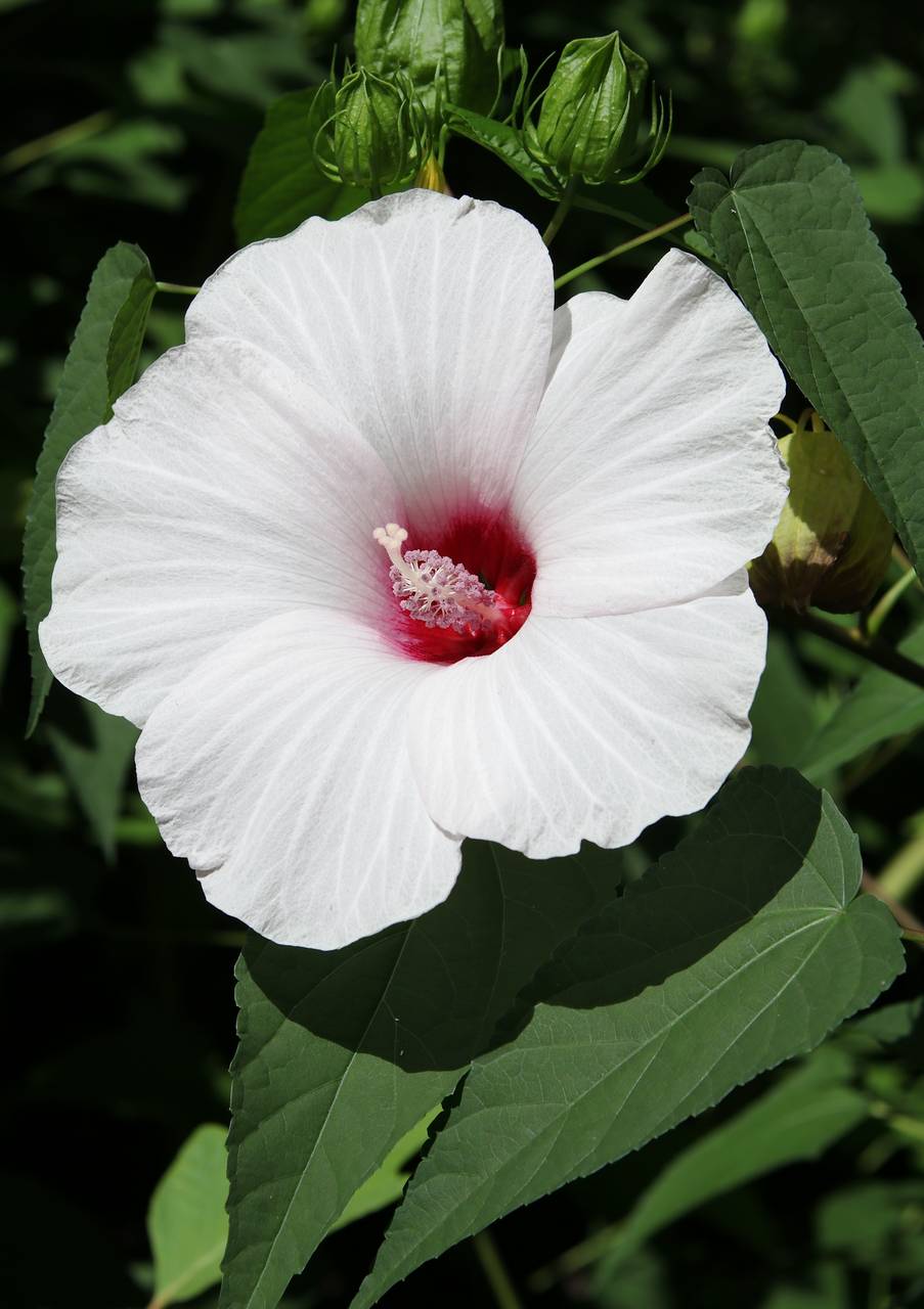 Photo of Halberd-Leaved Rose Mallow