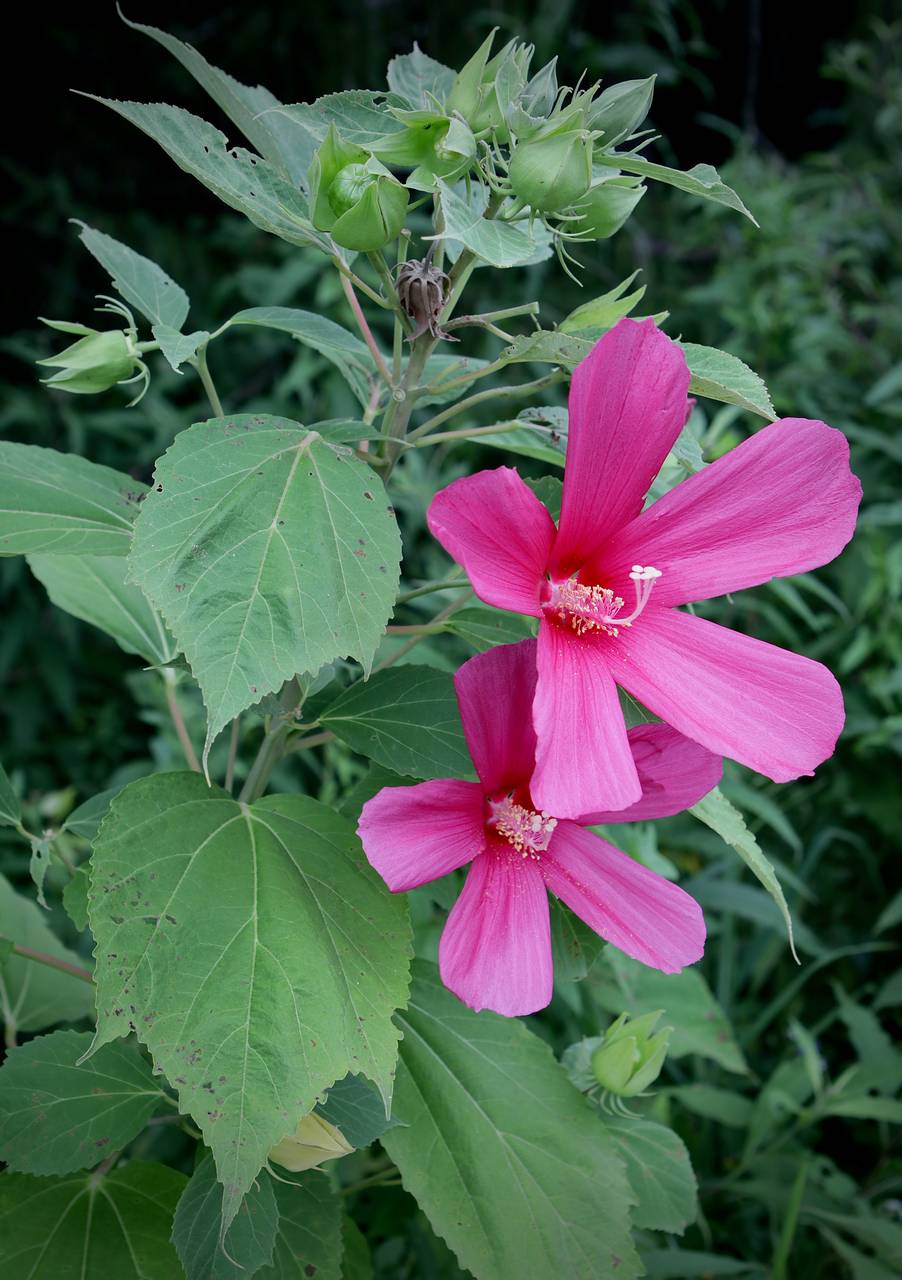 Photo of Swamp Rose Mallow