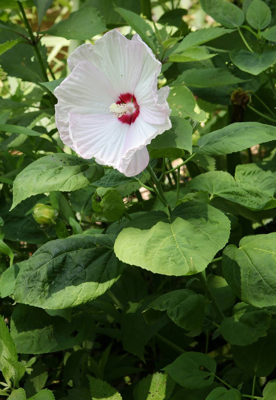 Photo of Swamp Rose Mallow