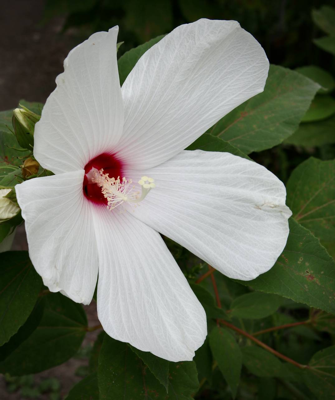 Photo of Swamp Rose Mallow