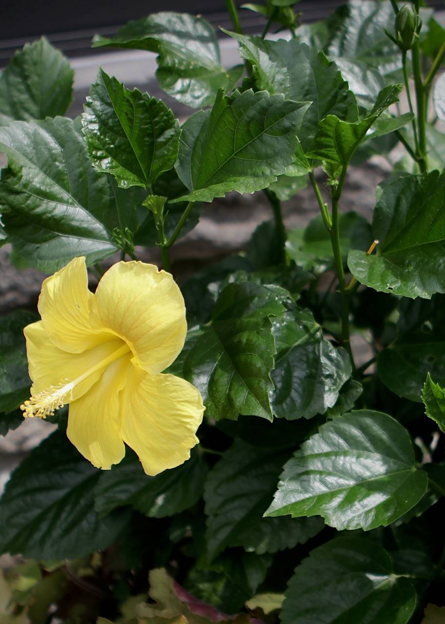 Photo of Chinese Hibiscus