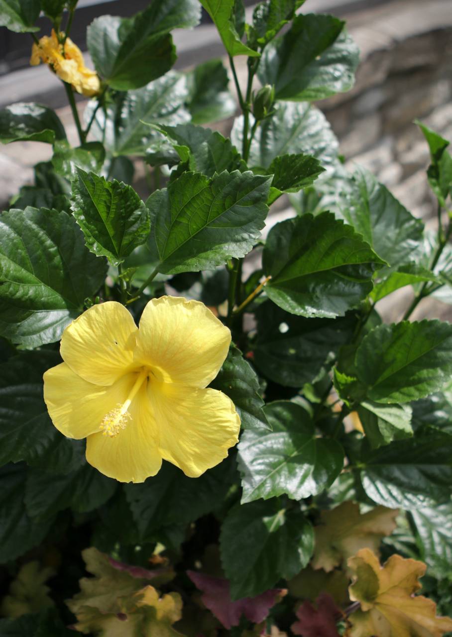 Photo of Chinese Hibiscus