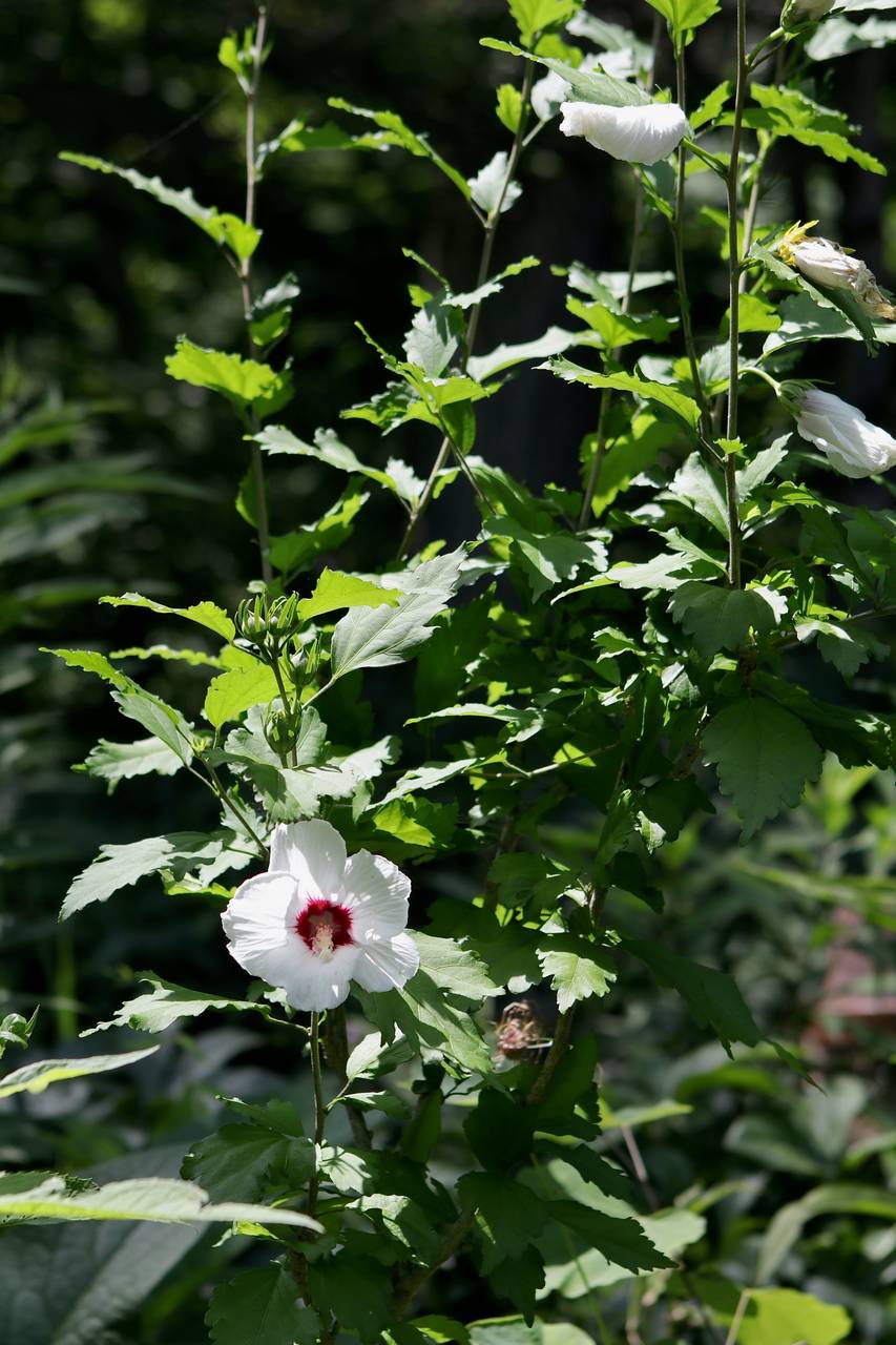 Photo of Rose of Sharon
