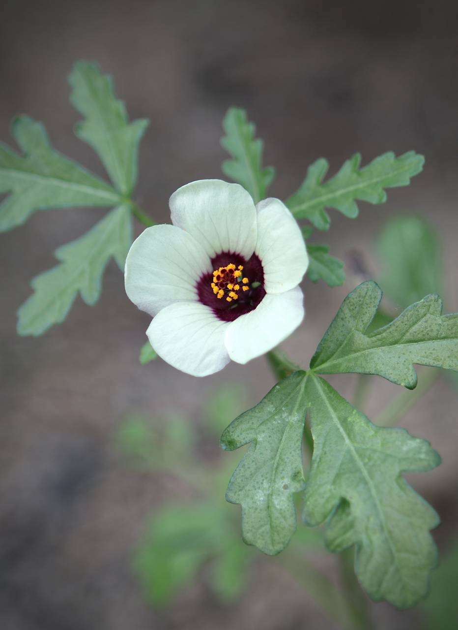 Photo of Flower-of-an-Hour