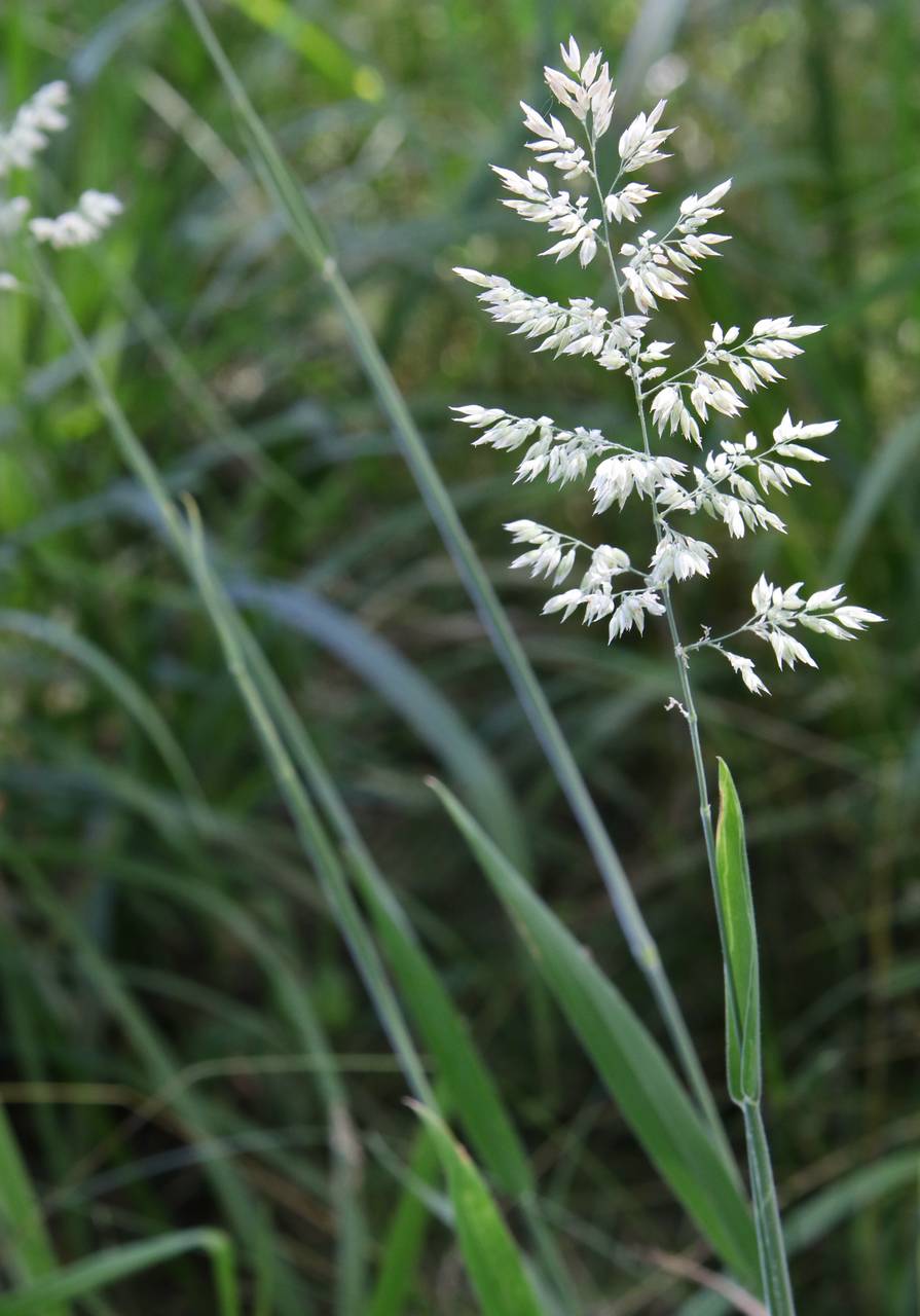 Photo of Common Velvet Grass