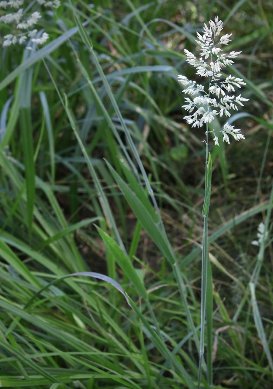 Photo of Common Velvet Grass