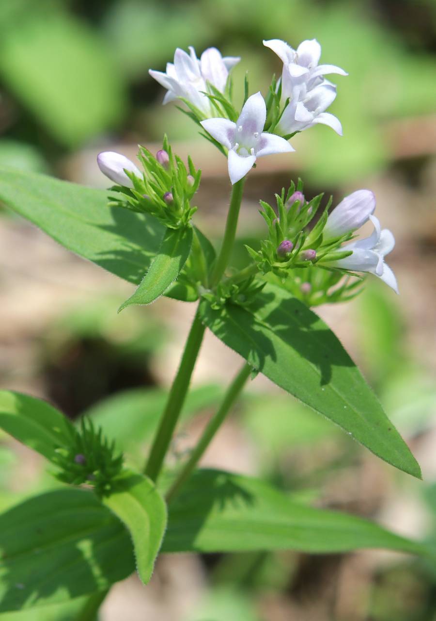 Photo of Large Houstonia