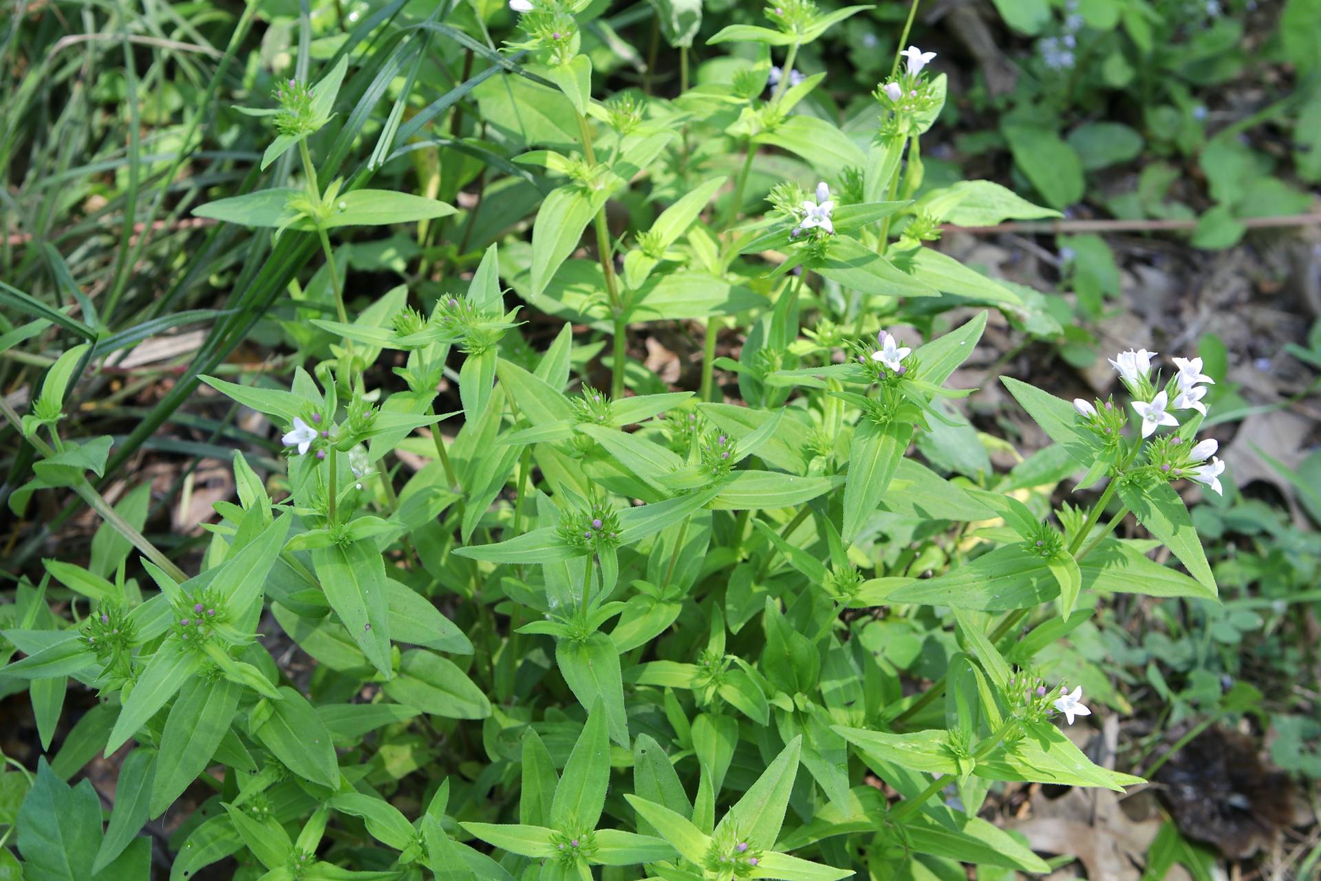 Photo of Large Houstonia