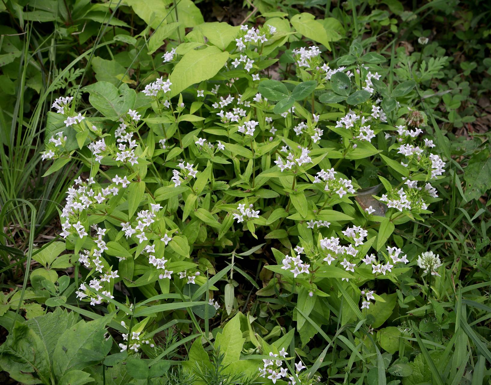 Photo of Large Houstonia